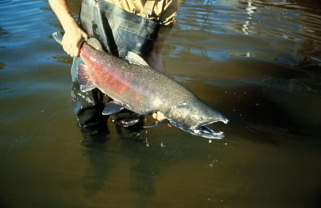 Protamin sulfat trong thuốc ngăn ngừa máu đông xuất phát từ tinh trùng của cá hồi và một số loài cá khác.