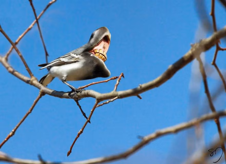 Mới nhất, Sarah cho ra đời bộ ảnh "Big Mouth Birds", tạm dịch là "Những con chim mồm rộng" và cũng nhận được sự đón nhận, ủng hộ của người xem.