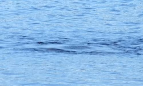 Quai vat ho Loch Ness lai xuat hien o Scotland?