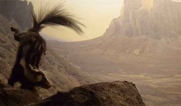 Chồn hôi Spilogale sẽ làm hết sức mình kể cả việc trồng chuối để xua đuổi kẻ thù.