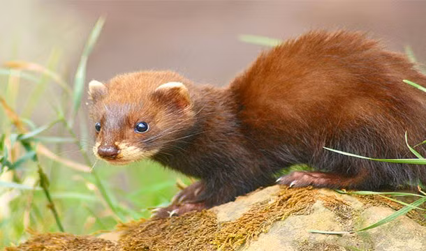 Bất cứ khi nào vui mừng, thích thú những con chồn sẽ thực hiện một điệu nhảy điên cuồng.