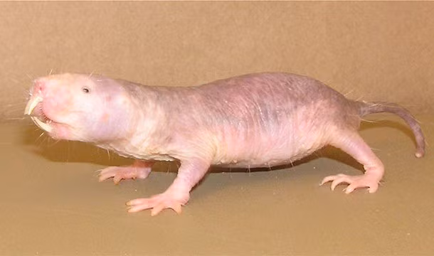 Chuột chũi có khả năng chạy ngược nhanh kỳ dị. Bị mù hoàn toàn và sống trong bóng tối quanh năm suốt tháng khiến cho chuột chũi có thể chạy tiến chạy lùi nhanh như nhau. 