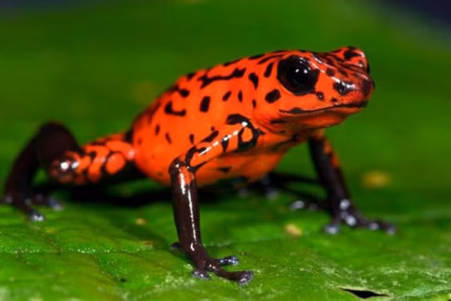 Ếch phi tiêu dâu tây chỉ đẻ 5 quả trứng mỗi lứa nên chăm sóc con vô cùng kỹ lưỡng. Ếch mẹ để mỗi quả trứng ở một nơi, ghé thăm vài ngày một lần và cho ăn bằng những quả trứng không được thụ tinh. Và ngay khi ra đời, chúng đã làm kẻ thù khiếp sợ bởi thứ nọc độc kinh khủng.