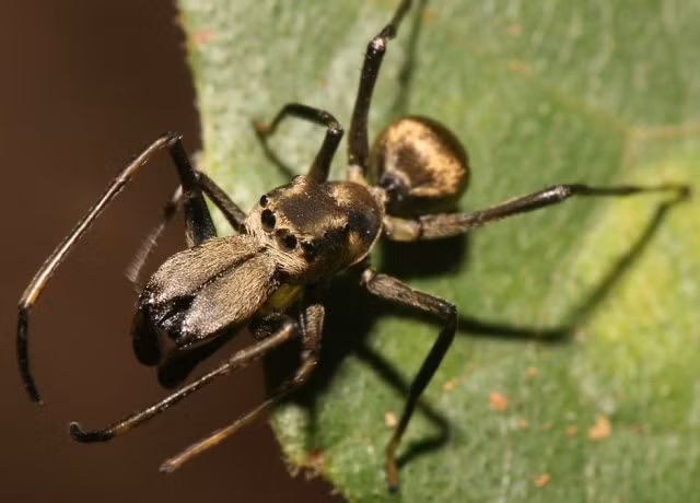Loài nhện nhảy Myrmarachne lại quyết định theo đuổi “thời trang” của những con kiến từ màu sắc, dáng đi cho đến cách vẫy râu cực kỳ giống kiến. Ngoài ra, chúng còn được trang bị nọc độc có tính axit làm con mồi tê liệt gần như ngay tức khắc.