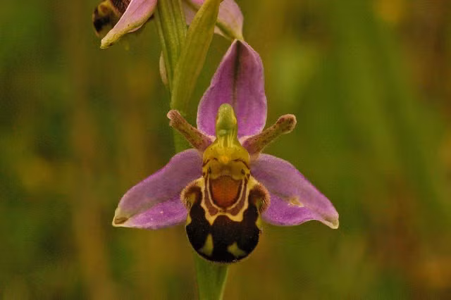 Để được thụ phấn, loài hoa lan xinh đẹp này “cải trang” thành ong bắp cày cái hoặc một số loài ong bình thường để dụ dỗ ong đực đến kết bạn – mà thực ra là thụ phấn cho nó.