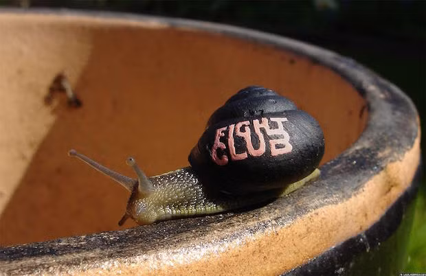 Tuy không thể giúp chúng thoát khỏi nanh vuốt kẻ thù nhưng ít nhất những cái vỏ sên này sẽ trở nên nổi bật hơn, khiến chúng ít bị dẵm phải.