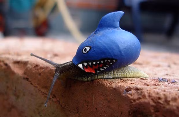 Siverud đã khiến những chiếc vỏ ốc sên trở nên rực rỡ, sống động hơn bao giờ hết.