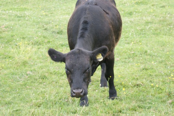 Bò được cho là loài động vật di chuyển chậm chạp. Tuy nhiên, bạn không nên đến gần chúng hoặc để con em bạn tới gần bởi bản năng tự vệ của chúng sẽ phát tác bất cứ lúc nào khiến bạn có thể bị thương. 