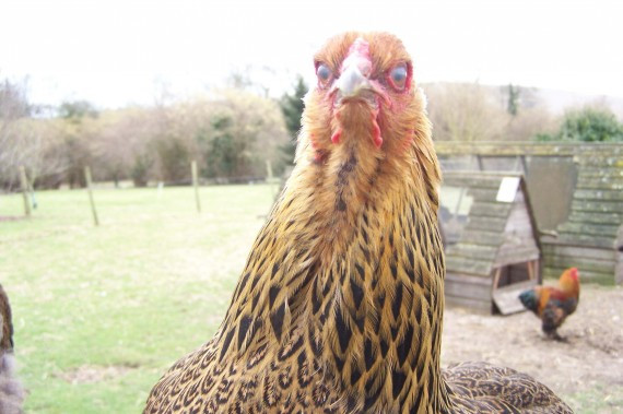 Nói đến loài gà, có lẽ bạn sẽ nghĩ chúng chỉ là loài động vật làm đồ ăn cho con người. Tuy nhiên có một sự thật mà bạn chưa biết đó là loài gà cũng rất hung dữ, một số động vật thậm chí cả con người bị gà tấn công bị thương có khi rất nặng.