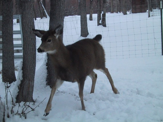 Nếu nói đến loài nai, nhiều người nghĩ chúng chỉ ăn cỏ và không có hành vi tấn công hung dữ, nhưng bạn đã nhầm, khi tức giận, nó có thể dùng sức để húc, đánh, chà đạp đối thủ không nương nhẹ. 
