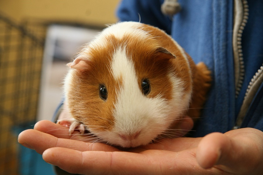 Guinea pig (lợn guinea) là một loại chuột nuôi trong nhà. Nó được nuôi chủ yếu ở Mỹ, nhưng cũng đang dần trở thành một món ăn phổ biến ở nhiều nước Nam Mỹ. Điểm chung duy nhất của loài chuột này với họ lợn đó là chúng đều là động vật có vú và có tiếng kêu giống nhau. Loài chuột này trông đáng yêu nhưng cũng có nhiều mối nguy hiểm khiến chúng ta bị thương.