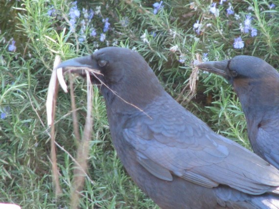 Loài quạ là một trong những động vật thông minh nhất hành tinh. Chúng có khả năng tư duy nhạy bén có thể giao tiếp với con người. Tuy nhiên, nếu chúng ta trêu chọc hoặc quấy rối loài chim nhạy bén này, chúng sẽ tấn công lại và thậm chí làm chúng ta bị thương. 