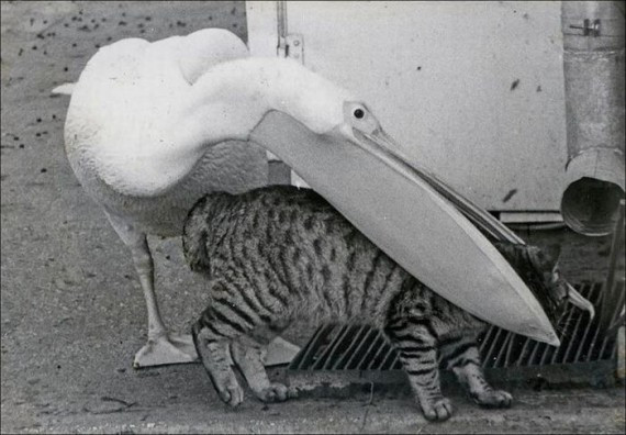 Bồ nông chân hồng. Loài chim này luôn được coi là chỉ ăn cá và một số động vật nhỏ; tuy nhiên, tại một công viên ở London, mới đây người ta đã chụp được ảnh loài bồ nông chân hồng này bắt và nuốt chim bồ câu.