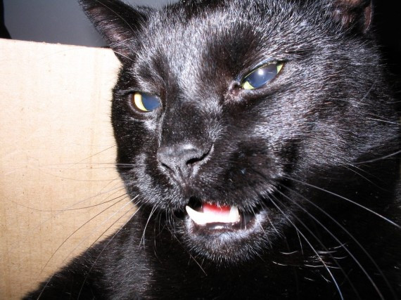 Mèo là thú nuôi được nhiều người yêu thích. Một số người nghĩ rằng nuôi một con mèo an toàn hơn nuôi chó vì chúng khó lây bệnh cho người. Tuy nhiên, mèo cũng là loài vật chứa trong mình nhiều căn bệnh nguy hiểm như bệnh dại, bệnh mèo cào, tâm thần phân liệt... 