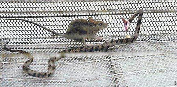 Chuột là loài động vật nguy hiểm thuộc họ gặm nhấm, chúng thường ăn những hạt, cành xanh và lá của các loại cây. Không chỉ có vậy, chúng còn ăn cả thức ăn của con người. Cũng chính vì thế mà loài chuột này đã gây ra không ít thiệt hại cho người. Chúng còn làm cho nguồn thức ăn của con người và các con vật chăn nuôi khác bị ô nhiễm. 