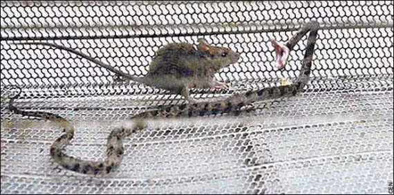 Chuột là loài động vật nguy hiểm thuộc họ gặm nhấm, chúng thường ăn những hạt, cành xanh và lá của các loại cây. Không chỉ có vậy, chúng còn ăn cả thức ăn của con người. Cũng chính vì thế mà loài chuột này đã gây ra không ít thiệt hại cho người. Chúng còn làm cho nguồn thức ăn của con người và các con vật chăn nuôi khác bị ô nhiễm. 