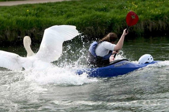 Không phải bàn cãi khi thiên nga là loài chim tuyệt đẹp và đi vào văn chương. Tuy nhiên, bạn không nên đến gần chúng hoặc để con em bạn tới gần bởi bản năng săn mồi của loài động vật nguy hiểm này sẽ phát tác bất cứ lúc nào khiến bạn có thể bị thương. 
