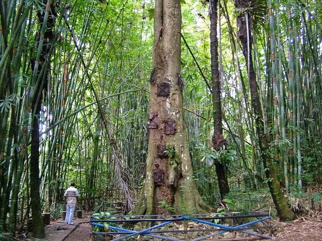 Có một điểm khác biệt là khi những đứa trẻ sơ sinh chẳng may qua đời, chúng sẽ không được chôn trong các hang động bằng đá mà được chôn trong các thân cây lâu năm. Những thân cây được khoét rỗng và đứa trẻ được đặt vào đó, người ta tin rằng những em bé sẽ được cây cổ thụ hấp thụ và mạnh mẽ hơn.