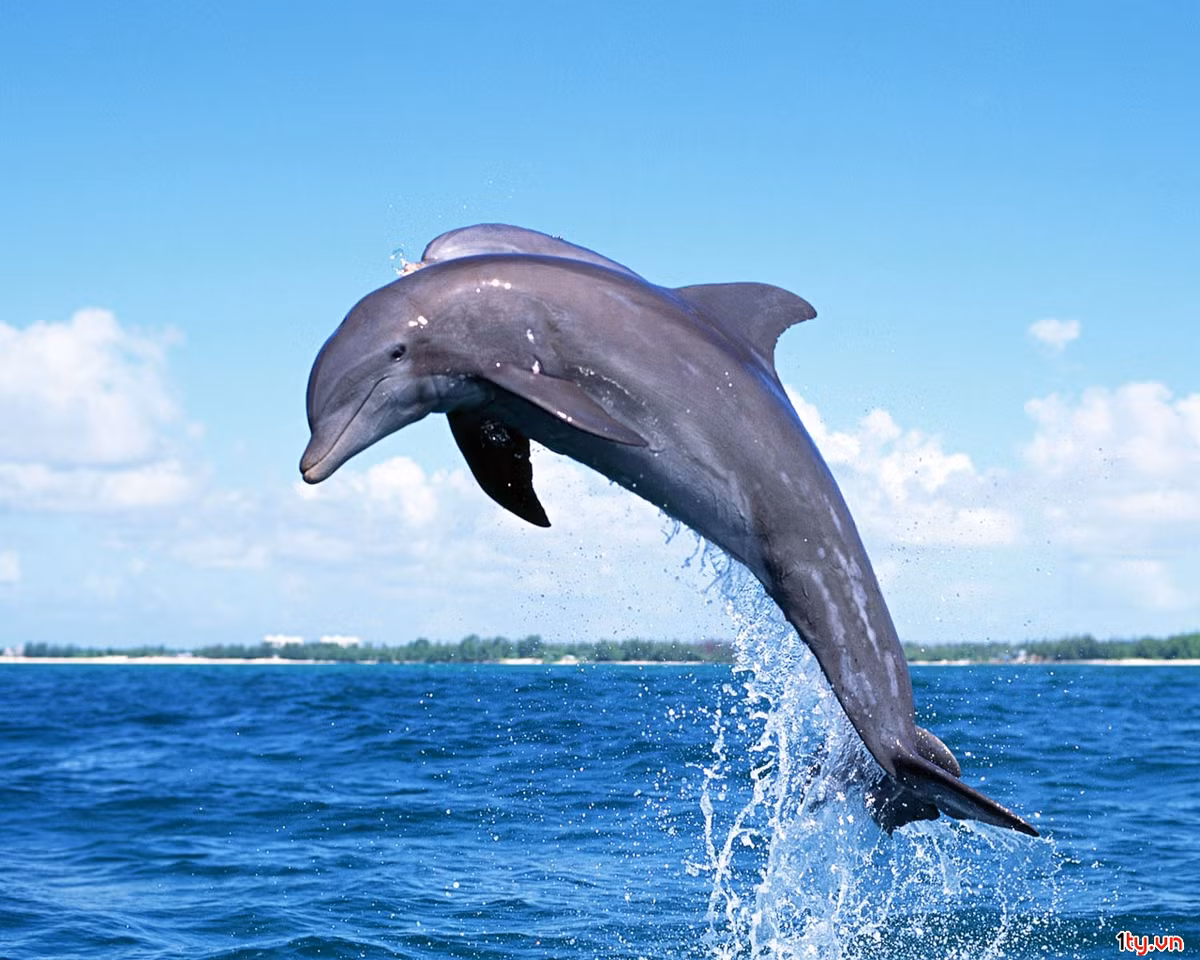 Cứ hai tiếng một lần, cá heo lại tiến hành lột lớp da ngoài nên làn da của chúng luôn sáng bóng một cách hấp dẫn.