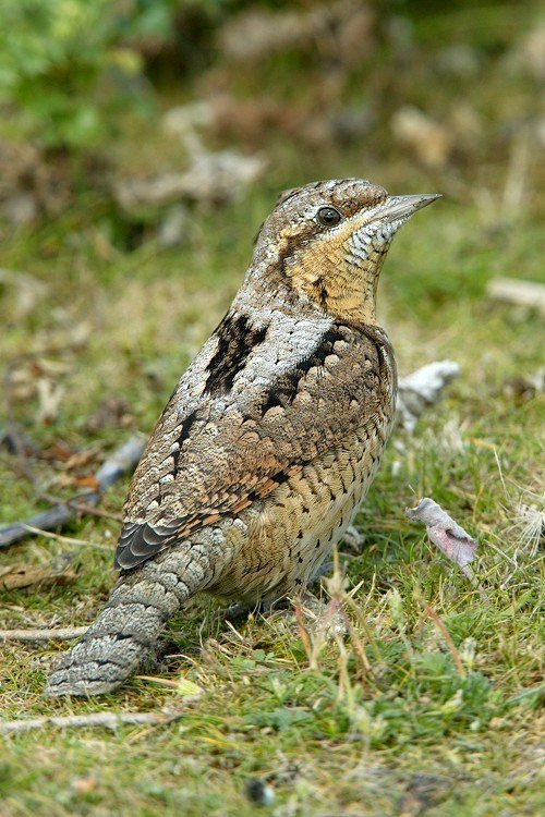 Cùng họ chim gõ kiến, nhưng loài chim vẹo cổ Á Âu có hình dạng bên ngoài giống chim sẻ hơn. Cổ của chúng rất linh hoạt có thể quay lại phía sau như loài rắn. Loài chim vẹo cổ thường làm tổ ở khu rừng thoáng và kiếm ăn dưới đất. Món ăn ưu thích nhất của chúng là kiến.