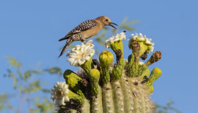 Sống giữa sa mạc nóng bỏng nên gõ kiến Gila dùng xương rồng Saguaro (loài cây cao tới 13m) để xây tổ. Ngoài côn trùng, chúng còn ăn cả quả của loài xương rồng này và giúp chúng dọn dẹp những phần thân cây bị hư hại.