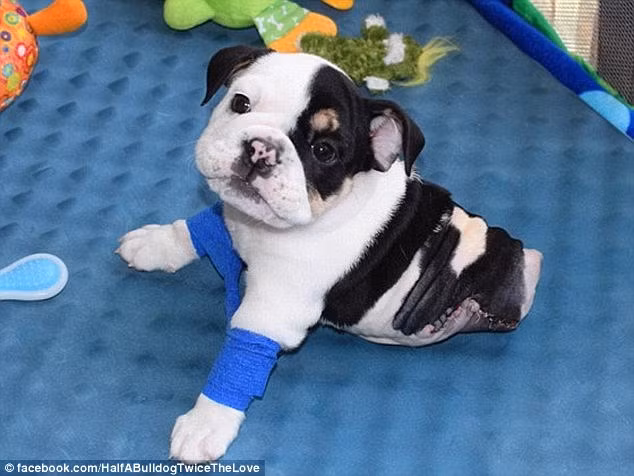 Và với sự giúp đỡ của các tổ chức gây quỹ trực tuyến, trong tháng Sáu Bonsai đã được phẫu thuật cắt bỏ phần chân sau teo nhỏ để giúp chú chó di chuyển dễ dàng hơn.