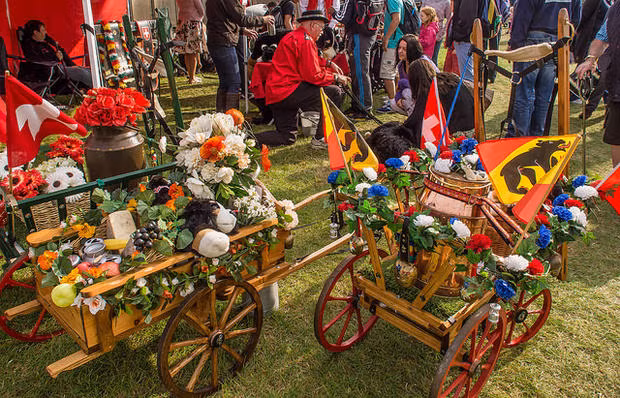 Tuy không còn được nuôi để kéo các xe hàng nhưng chó núi Bern vẫn có thể thể hiện sự dũng mãnh của mình qua cuộc thi kéo xe hàng năm do Câu lạc bộ Chó núi Bern của Mỹ tổ chức.