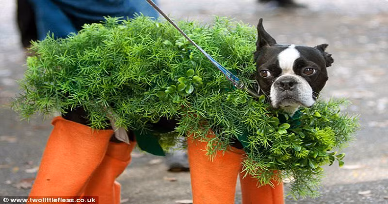 Cả rừng cây xanh lè và bốn chiếc ủng màu cam chói mắt thật sự không hợp với chú cún đáng yêu này một chút nào.