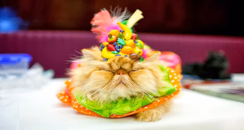 Bản thân con mèo cũng hết sức khó chịu vì sự trang trí quá tay này.