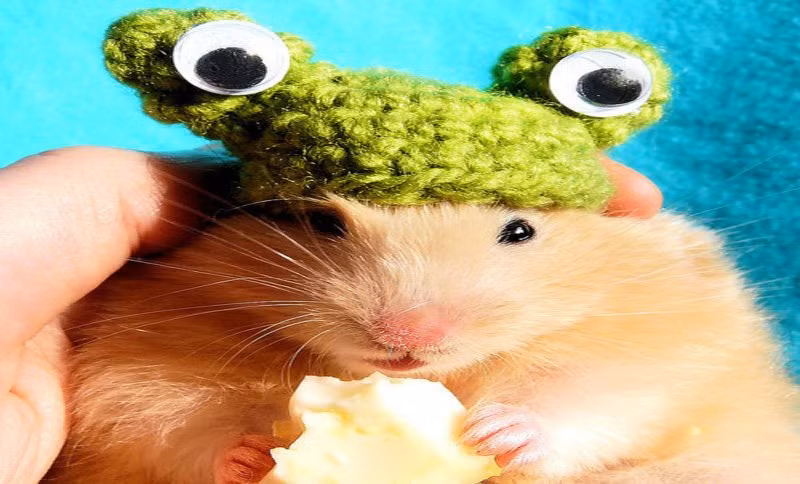 Tại sao lại đội mũ ếch cho chuột?