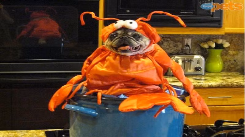 Thời trang tôm hùm cho cún.
