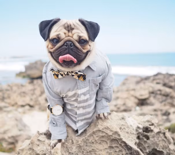 Với phong cách diện áo T-shirt và chiếc nơ cài cổ đáng yêu, chú chó pug này được ví như là một người mê nhạc jar thực thụ.