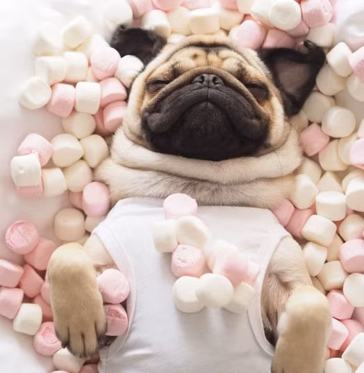 Homer thích thú bên những chiếc kẹo dẻo thơm ngon.