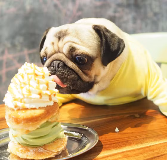 Một trong món bánh khoái khẩu của chú chó là món bánh rán kẹp ba tầng