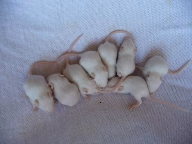 Chuột sử dụng những chiếc râu của chúng để cảm nhận sự thay đổi nhiệt độ cũng như cảm nhận bề mặt mà chúng đang di chuyển ở trên.