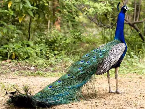 Chuột đào những cái hang rất phức tạp với đường vào dài và nhiều lối thoát. Chúng rất sạch sẽ và ngăn nắp. Hang của chúng có các “phòng” riêng để chứa thức ăn, để ngủ và để đi...vệ sinh.