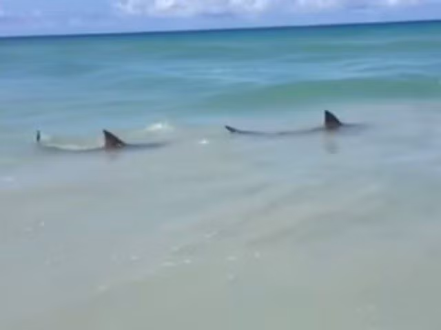 Từ 1907-2010, 201 trong số 210 vụ tấn công là do cá mập trắng lớn thực hiện ở vùng nước 2m hoặc nông hơn. Ngoài cá mập trắng, cá mập bò và những con cá mập non cũng rất thích săn mồi ở các vùng nước nông, khiến chúng thường xuyên có cơ hội tiếp xúc với con người.