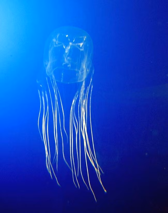 Sứa hộp (Box Jellyfish) là kẻ giết người lạnh lùng của đại dương. Gần 6.000 người chết đã được quy trách nhiệm cho sinh vật đặc biệt này trong vòng 50 năm qua. Chúng có rất nhiều xúc tu, những xúc tu của chúng dài đến 4m và chứa 500.000 tế bào chứa nọc độc. Chất độc trong mỗi tế bào của sứa hộp có thể giết chết 60 người. Nếu bạn bị sứa hộp cắn, bạn chỉ có từ 3 đến 6 phút trước khi mất mạng.