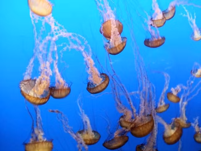 Sứa biển Nettle tại vùng biển ngoài khơi bờ biển phía đông của Mỹ, đặc biệt là xung quanh khu vực Vịnh Chesapeake. Chúng sinh sôi rất mạnh và nhiều nhất trong những tháng mùa hè. Những vết đốt của chúng vô cùng đau đớn. Mỗi con sứa biển Nettle có khoảng 24 xúc tu và nó thật sự là cơn ác mộng khủng khiếp với người nào gặp phải nó.