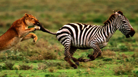 Khi bị rượt đuổi, ngựa vằn chạy theo hình zig zag để gây khó khăn cho kẻ săn mồi lúc đuổi theo nó.