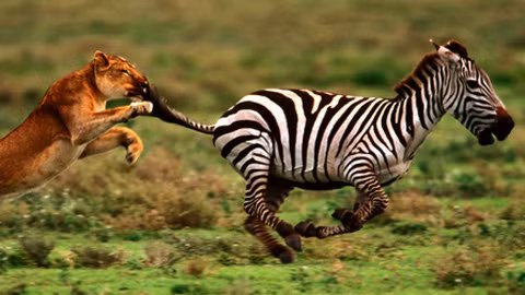 Khi bị rượt đuổi, ngựa vằn chạy theo hình zig zag để gây khó khăn cho kẻ săn mồi lúc đuổi theo nó.