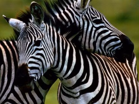 Ngựa vằn không nằm xuống để ngủ. Thay vào đó, chúng ngủ đứng.