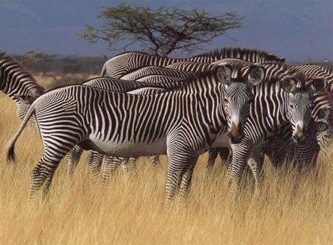 Ngựa vằn sẽ đứng tập hợp lại với nhau để khiến cho các con thú săn mồi mù màu (ví dụ như sư tử) nhầm lẫn các sọc vằn trên người chúng là cây cỏ.