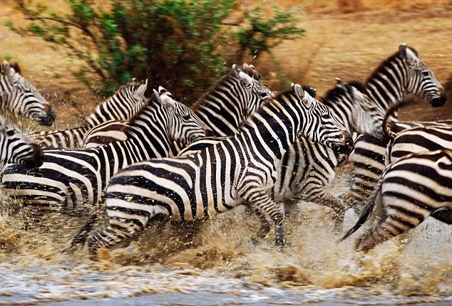 Ngựa vằn không nhìn được màu cam.