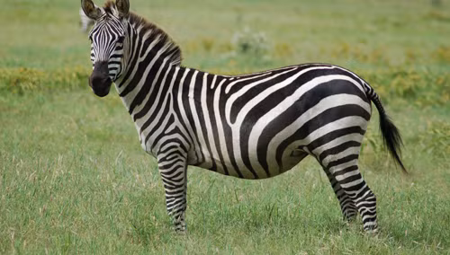 Mỗi một con ngựa vằn thì có các vết sọc khác nhau.