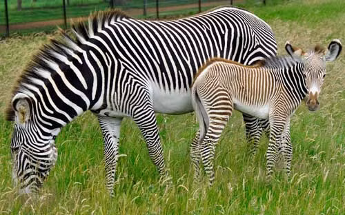 Ngựa vằn mẹ sẽ giữ ngựa vằn con tránh xa các con ngựa vằn khác trong 2 đến 3 ngày để ngựa vằn con có thể nhận ra mùi hương, giọng nói cũng như hình dáng của ngựa vằn mẹ.