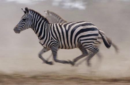 Ngựa vằn có thể chạy với vận tốc lên đến 65km/h.
