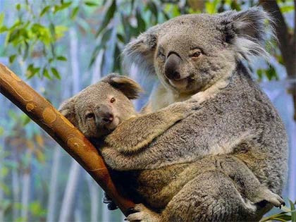 Gấu Koala đực đánh dấu lãnh thổ bằng tuyến mùi nằm ở ngực của nó.
