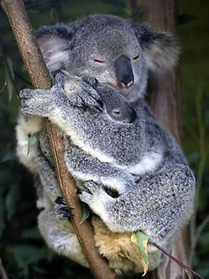 Gấu Koala mới sinh thì không có lông. Mắt và tai của nó cũng khép lại. Gấu Koala được tìm thấy chủ yếu ở Úc.