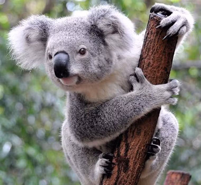 Gấu Koala mới sinh chỉ dài chưa đầy 2,5cm.